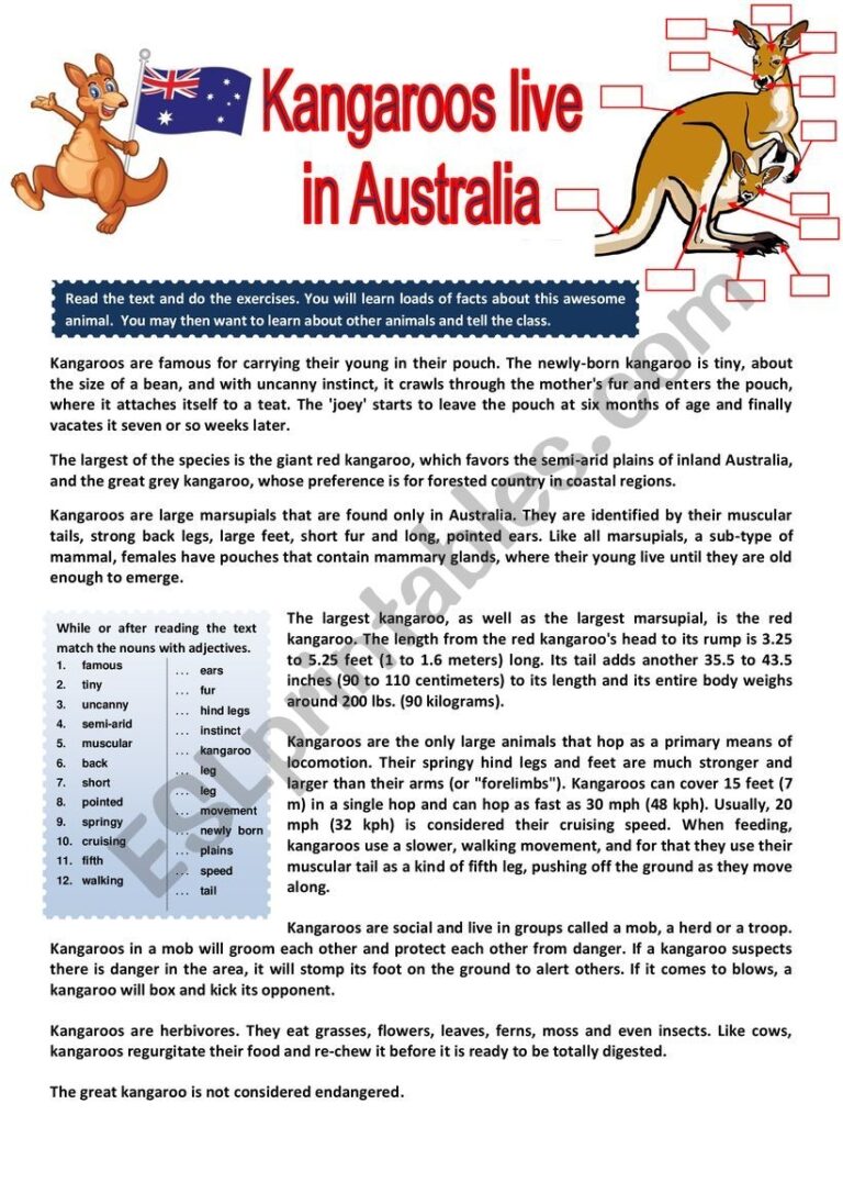 The Kangaroo Lives In Australia Reading Comprehension 