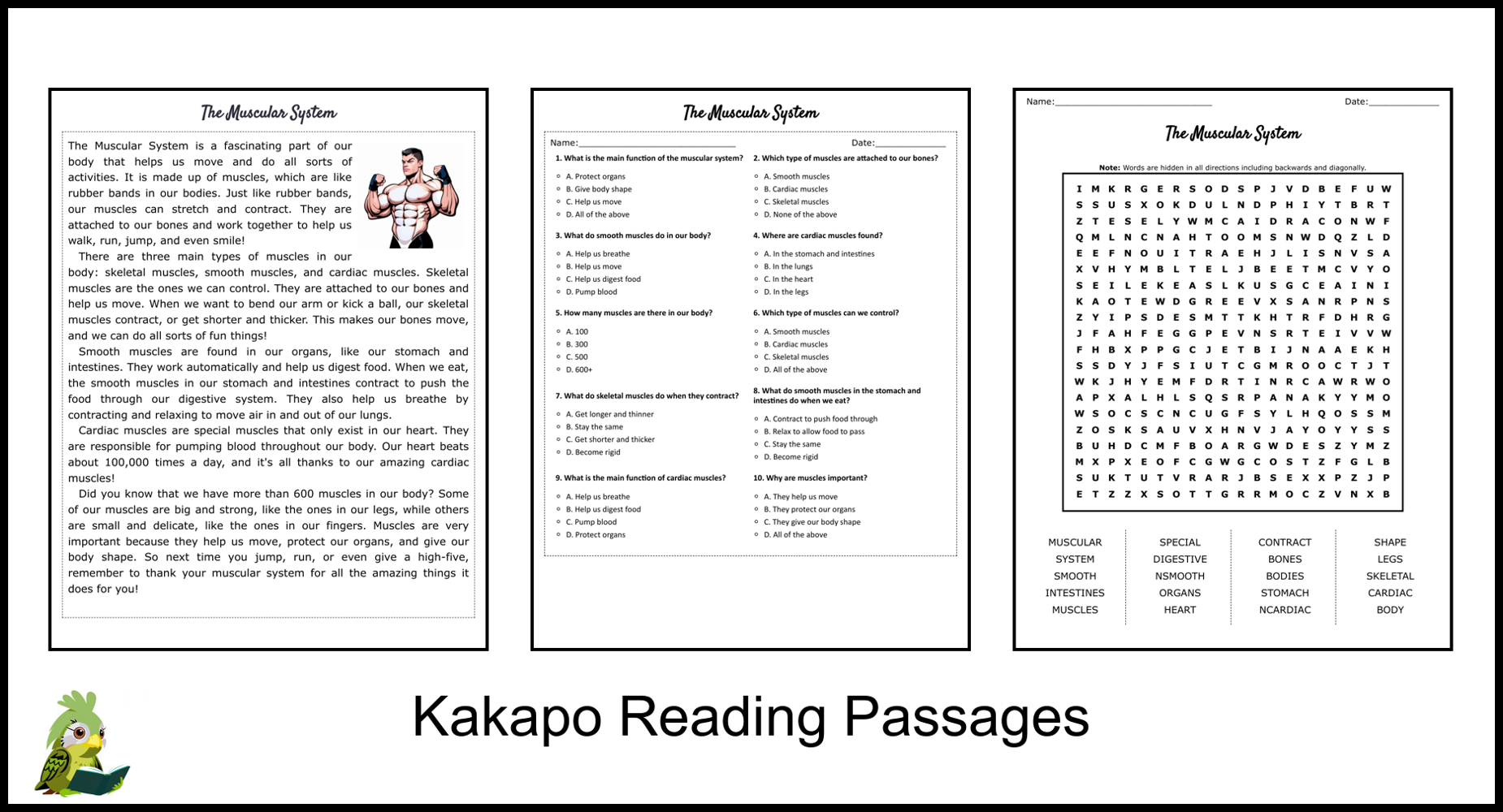 The Muscular System Reading Comprehension And Word Search Teaching Resources