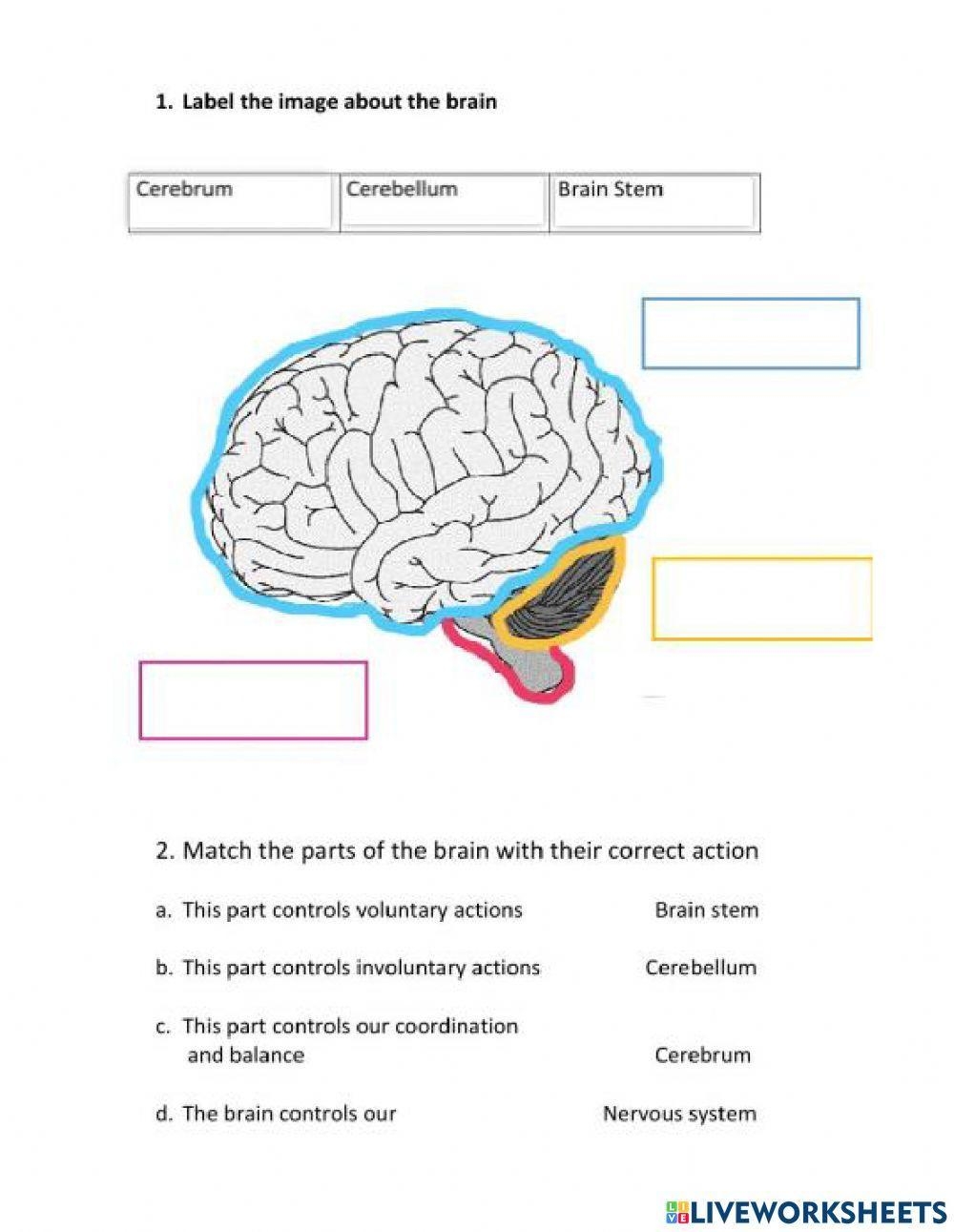 Nervous System Reading Comprehension Worksheets