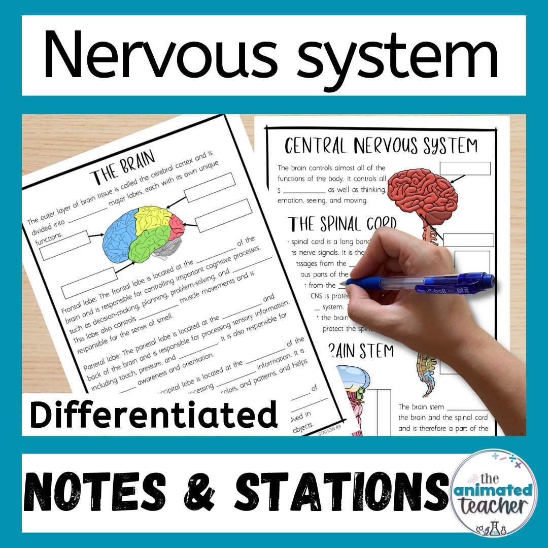 The Nervous System Worksheet Stations