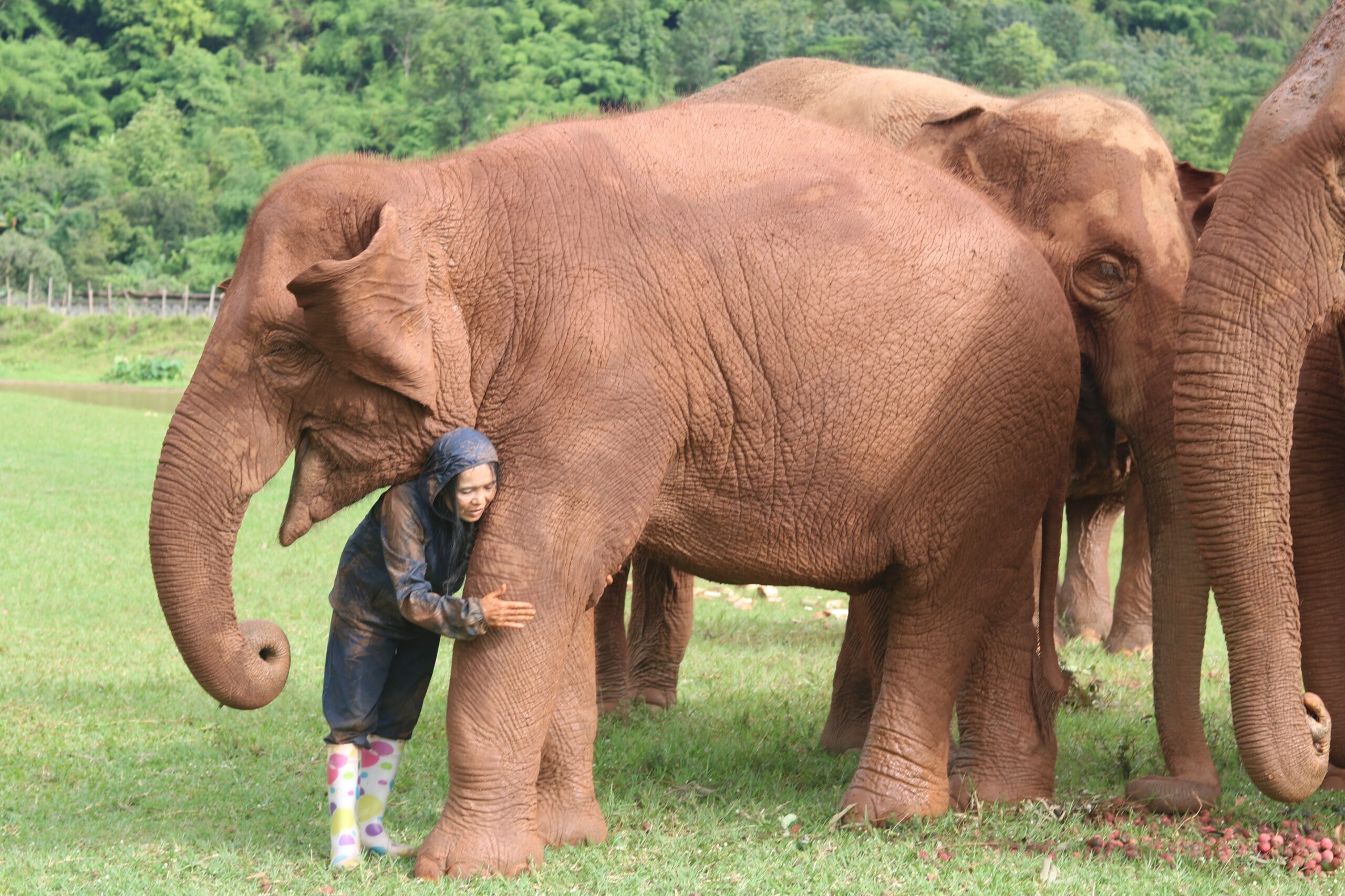 Up Close With Elephants At Sanctuary In Thailand Volunteers Shovelling Dung And Sorting Mangoes Gain Insights On The Challenges Of Conservation Amid Covid 19 Crisis South China Morning Post