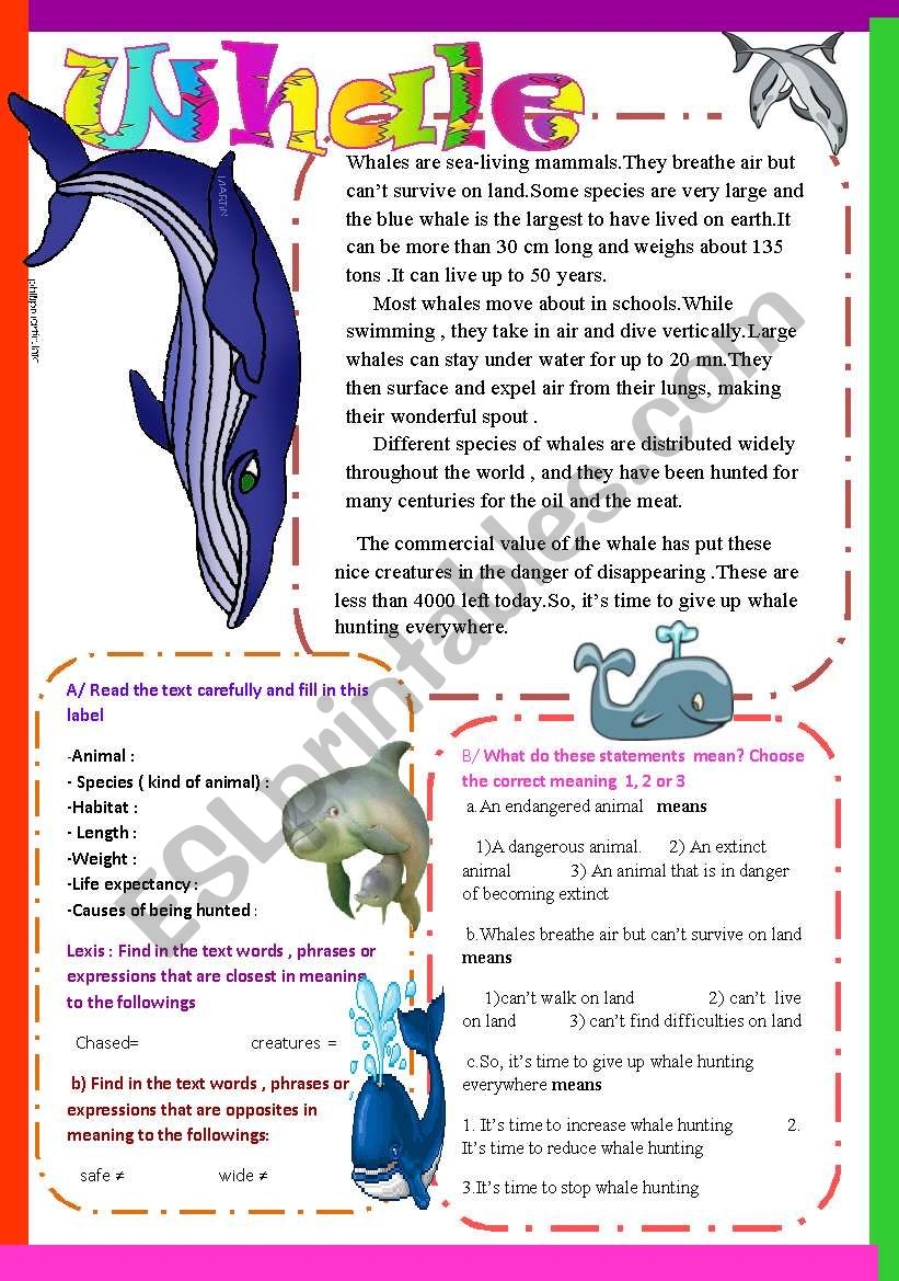 Whale ESL Worksheet By Faiza Amani