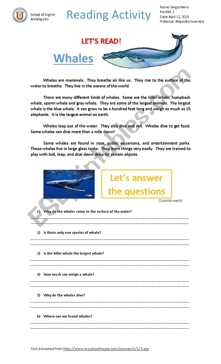 Whales Reading Activity ESL Worksheet By Checho87