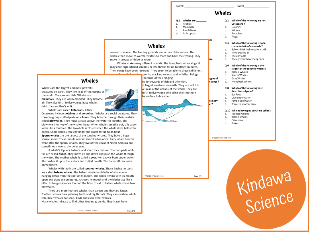 Whales Reading Comprehension Passage And Questions PDF Teaching Resources